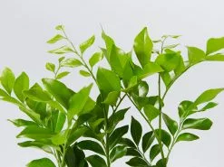 Murraya Paniculata Mock Orange Hedging Box -Plants in a Box Sales Shop MurrayaPaniculata detail c1bf99d1 7907 4a37 aa76 3889ff2177de