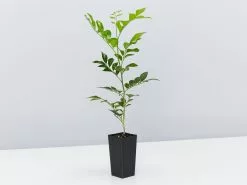 Murraya Paniculata Mock Orange Hedging Box -Plants in a Box Sales Shop MurrayaPaniculata single 1 c5bae309 82b0 4bac 89ba afdd9b5e7e22