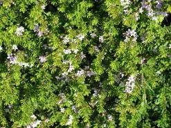 Myoporum Parvifolium Pink -Plants in a Box Sales Shop Myoporium parvifolium pink cc865dcb 2606 45b0 bec4 407c06013e99