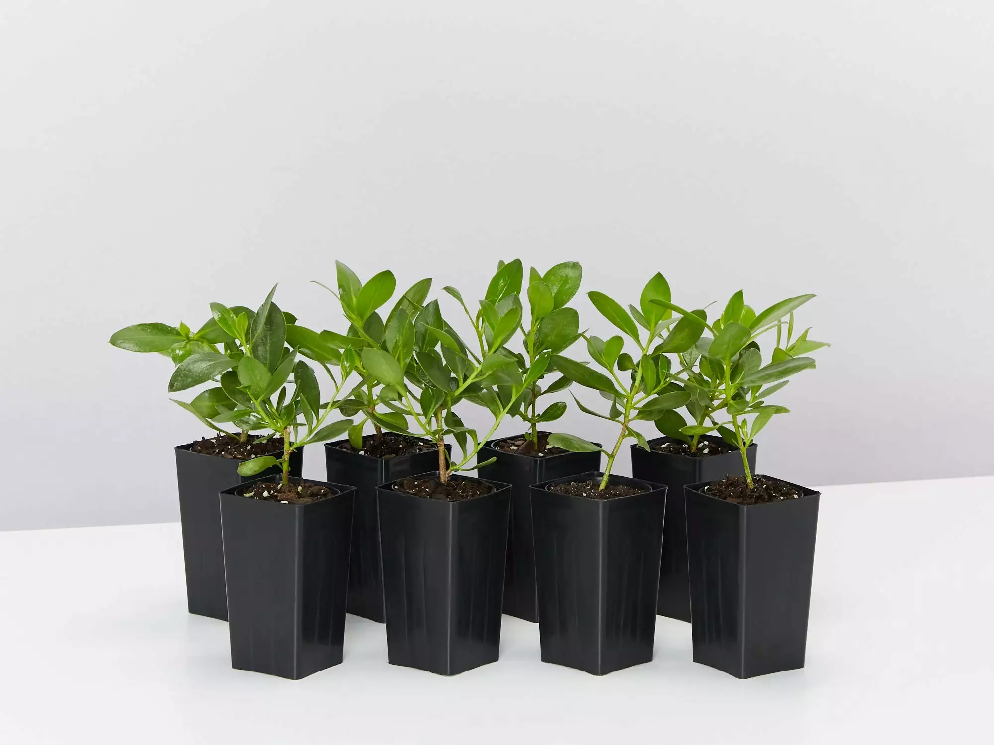 Myoporum Ellipticum 3 Myoporum Ellipticum