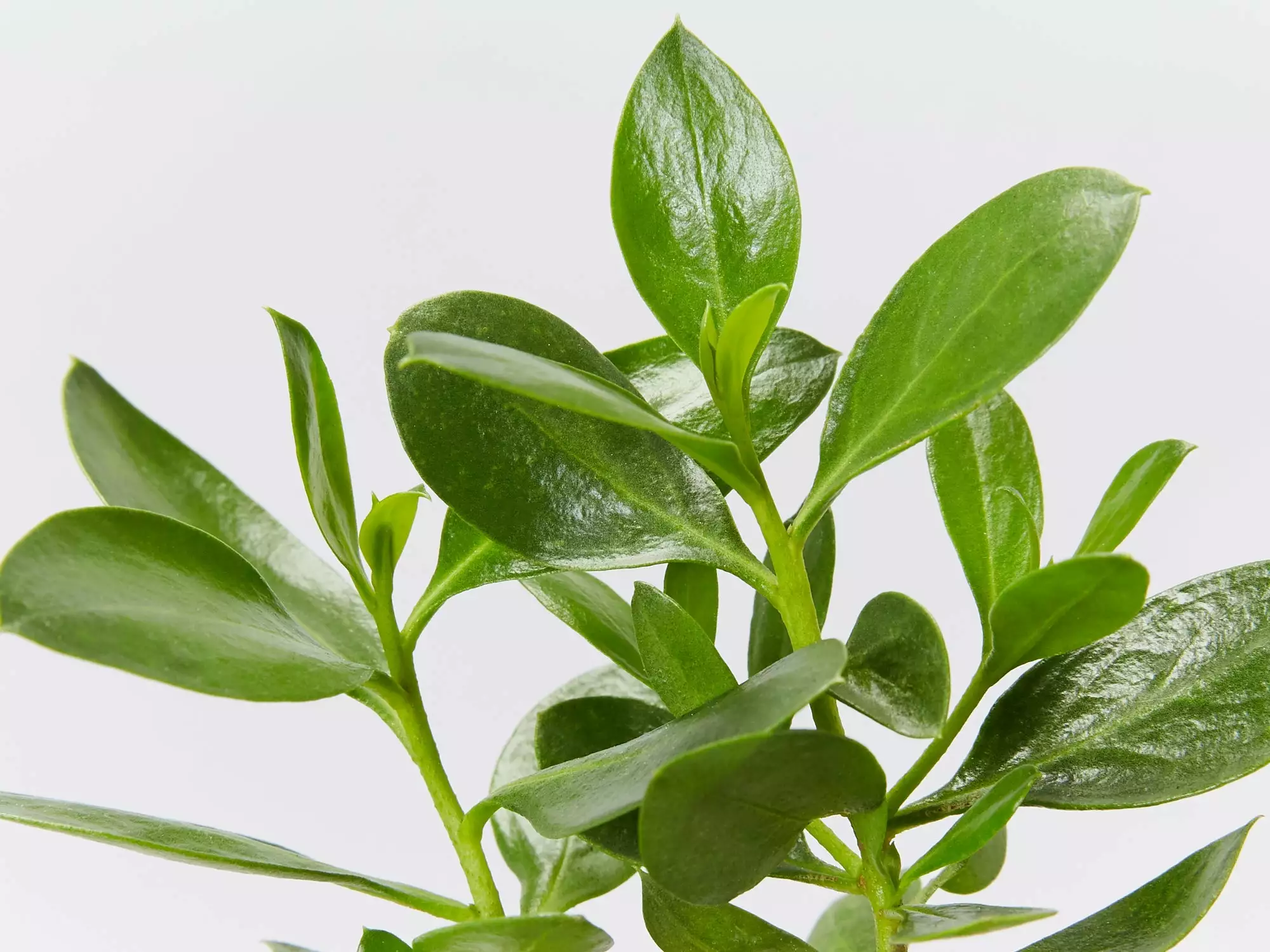 Myoporum Ellipticum 4 Myoporum Ellipticum - Image 2