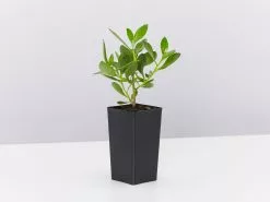 Myoporum Ellipticum 9 Myoporum Ellipticum -Plants in a Box Sales Shop MyoporumEllipticum single 5cf6670a 3455 4aa3 be0f 9d3965acdd93