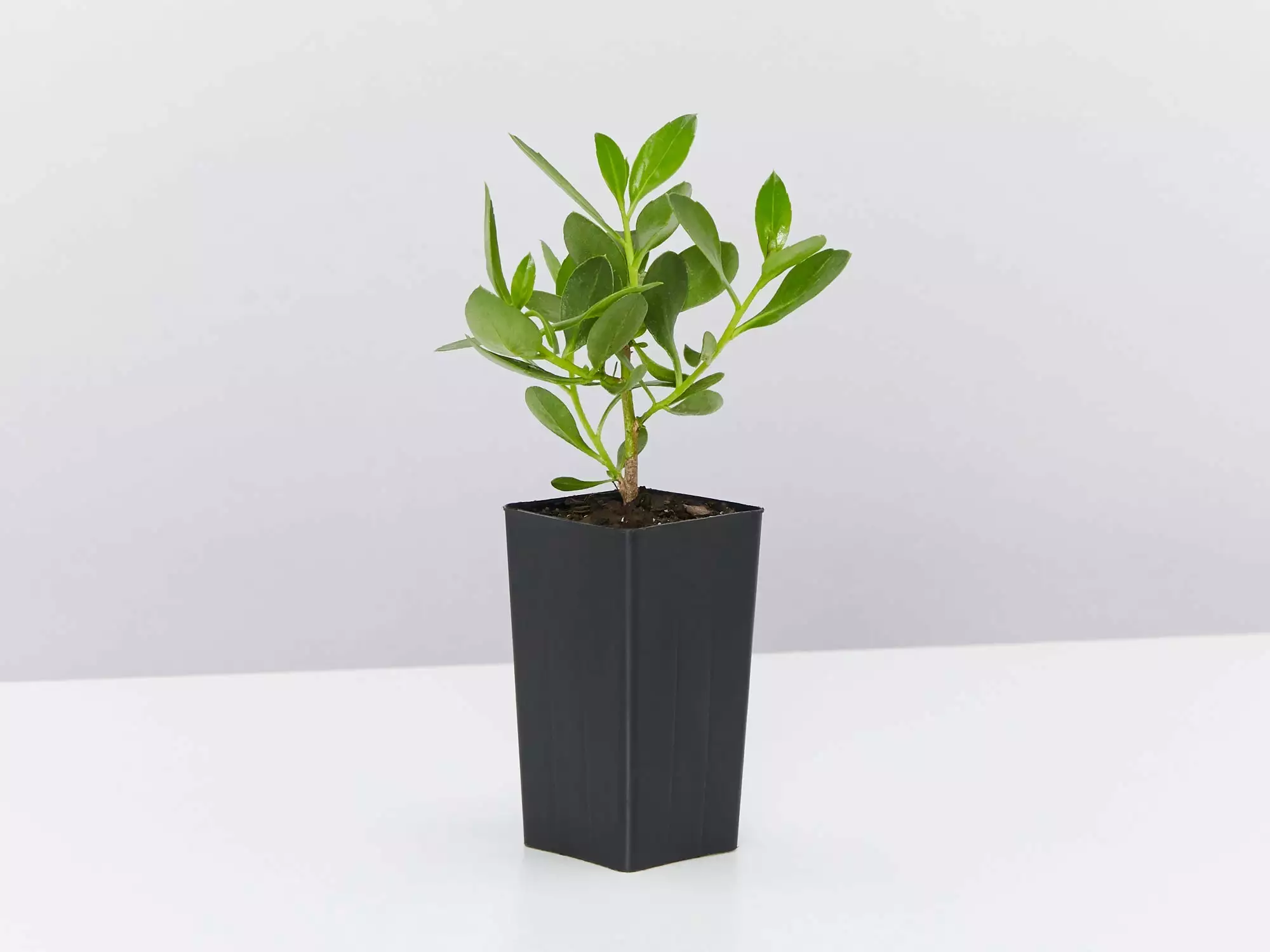 Myoporum Ellipticum 5 Myoporum Ellipticum - Image 3