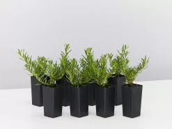 Myoporum Parvifolium Yareena Creeping Boobialla Groundcover Pack