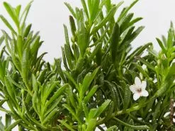 Myoporum Parvifolium Yareena Creeping Boobialla Groundcover Pack -Plants in a Box Sales Shop MyoporumParrifoliumYareena detail cbd4ed87 2192 4d72 b813 812d665d24f7