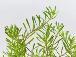 Australian Native Flowering Box -Plants in a Box Sales Shop MyoporumParvifoliumBroadLeaf detail 1080x 17808c5e 0057 4f81 b5d5 dded13006069