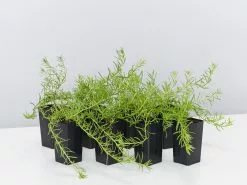 Myoporum Parvifolium Fine Leaf