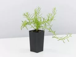 Drought Tolerant Plant Pack -Plants in a Box Sales Shop MyoporumParvifoliumFineLeaf single 1080x a090399f 3baa 445f b41a eb29002a3415