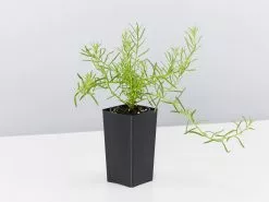 Myoporum Parvifolium Fine Leaf -Plants in a Box Sales Shop MyoporumParvifoliumFineLeaf single ceb44a73 9ec3 42f2 8fbc 0102e5b29cd9