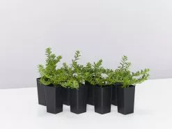 Myoporum Parvifolium Pink