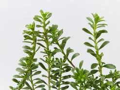 Myoporum Parvifolium Pink -Plants in a Box Sales Shop MyoporumParvifoliumPink detail 1b87d024 b387 48e3 909d d89d93b9b239
