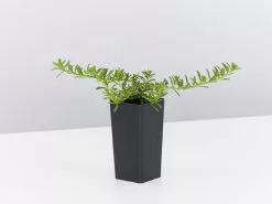 Myoporum Parvifolium Pink -Plants in a Box Sales Shop MyoporumParvifoliumPink single a06f6130 6f78 4932 9638 7d48e0b5e817