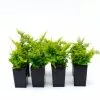 Nephrolepis Cotton Candy -Plants in a Box Sales Shop NEPCOC RS 263ef99c ee8c 4365 a0da ddb16e4b7298