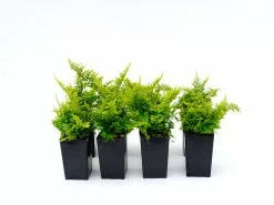 Nephrolepis Cotton Candy