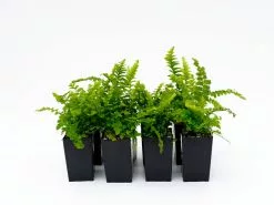 Nephrolepis Exaltata Pom Pom