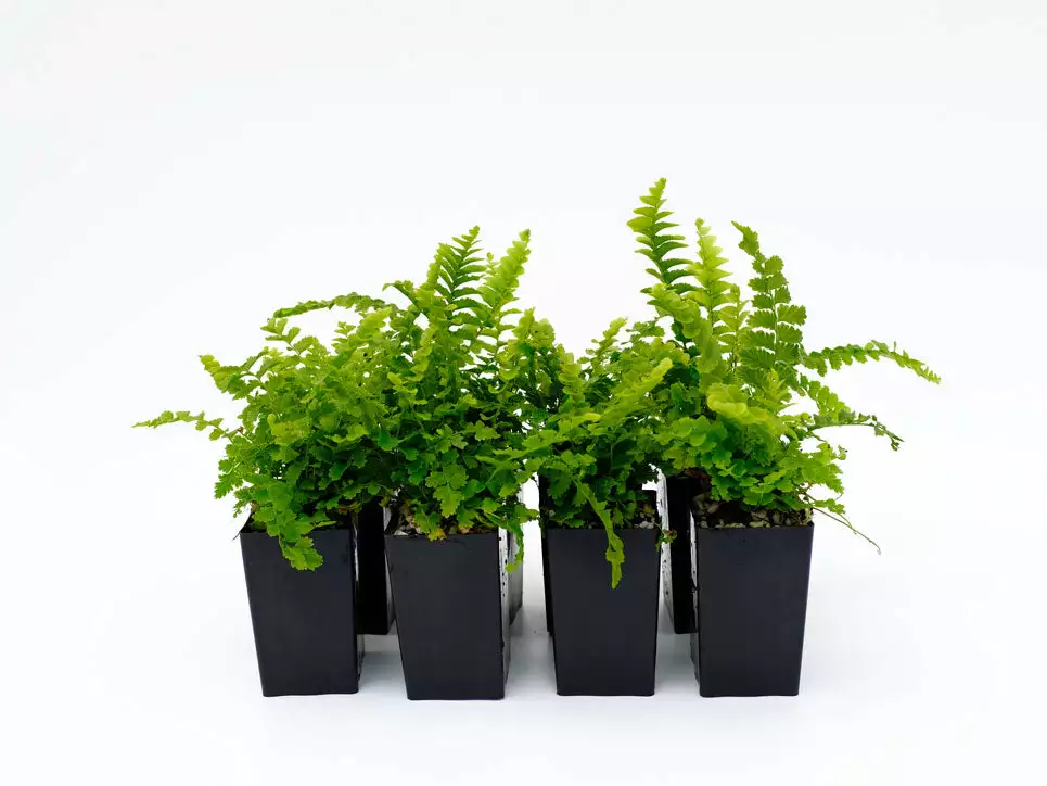 Nephrolepis Exaltata Pom Pom 3 Nephrolepis Exaltata Pom Pom