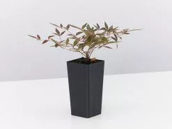 Nandina Domestica Flirtâ„¢ â€˜MURASAKIâ€™ Pbr -Plants in a Box Sales Shop NandinaDomesticaFlirt single 18515089 7215 49f7 90fe 02b5a1fd7b0c