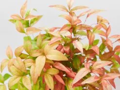 Nandina Domestica Nana -Plants in a Box Sales Shop NandinaDomesticaNana detail d6dec931 d962 48e4 8cb6 5bb49e5853a8