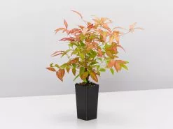 Nandina Domestica Nana -Plants in a Box Sales Shop NandinaDomesticaNana single 8d645c2c 1fd0 4f3f af5c aa2ee752446b