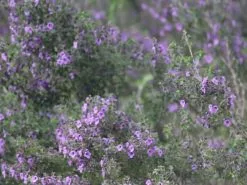 Australian Native Flowering Box -Plants in a Box Sales Shop NativeMint02 3fec0293 191a 4a33 b69d 697b720dc5e5