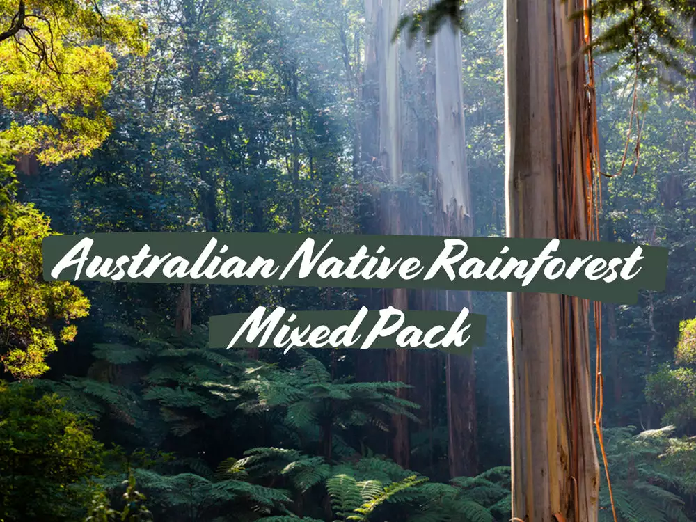 Australian Native Rainforest Mixed Pack 3 Australian Native Rainforest Mixed Pack