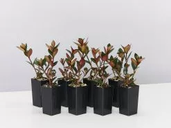 Nematanthus Fortaleza "Gold Fish Plant"