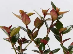 Nematanthus Fortaleza "Gold Fish Plant" -Plants in a Box Sales Shop NematanthusFortaeza detail e75c7bb1 9c4a 41df bc98 75b74b1cae92