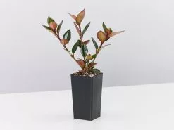 Nematanthus Fortaleza "Gold Fish Plant" -Plants in a Box Sales Shop NematanthusFortaeza single a6418313 7b67 47b0 ae9f 818ff1a42ef1