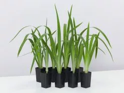 Neomarica Caerulea Indigo Blue