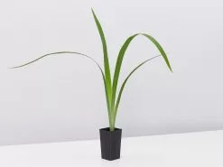 Neomarica Caerulea Indigo Blue -Plants in a Box Sales Shop NeomaricaCaeruleaIndigoBlue single 399efa1e fc1e 4534 8c9f 9e41bde51382