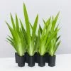 Neomarica Northiana 'Walking Iris' Plant Packs -Plants in a Box Sales Shop NeomaricaNorthiana 8plants 3d20876c bd42 4dd3 ab2a 5f92817bceb4