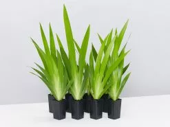 Neomarica Northiana 'Walking Iris' Plant Packs