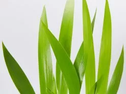 Neomarica Northiana 'Walking Iris' Plant Packs -Plants in a Box Sales Shop NeomaricaNorthiana detail 13e03b04 6163 46e2 8de1 8dea10454093