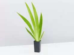 Neomarica Northiana 'Walking Iris' Plant Packs -Plants in a Box Sales Shop NeomaricaNorthiana single ba5184fb 51d0 4e13 93e2 fa1301ed9bf8