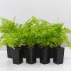 Nephrolepis Exaltata Boston Blue Bell 2 Nephrolepis Exaltata Boston Blue Bell -Plants in a Box Sales Shop NephrolepisBlueBell 8plants 6210d758 ff31 4a8d 823d 3168199cbdd0