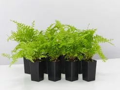 Nephrolepis Exaltata Boston Blue Bell