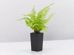 Nephrolepis Exaltata Boston Blue Bell -Plants in a Box Sales Shop NephrolepisBlueBell single f225e673 bf4d 4774 9038 1957aa4508db