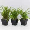 Nephrolepis Cordifolia Duffii 85mm -Plants in a Box Sales Shop NephrolepisCordifoliaDuffi 3 plants