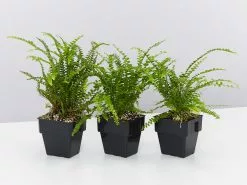 Nephrolepis Cordifolia Duffii 85mm