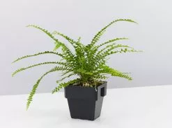 Nephrolepis Cordifolia Duffii 85mm -Plants in a Box Sales Shop NephrolepisCordifoliaDuffi single