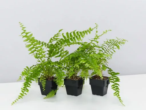 Nephrolepis Exaltata Bostoniensis 85mm -Plants in a Box Sales Shop NephrolepisExaltataBostanienis 3 plants