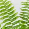 Nephrolepis Exaltata Bostoniensis "Boston Fern"