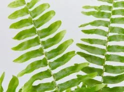 Nephrolepis Exaltata Bostoniensis "Boston Fern"