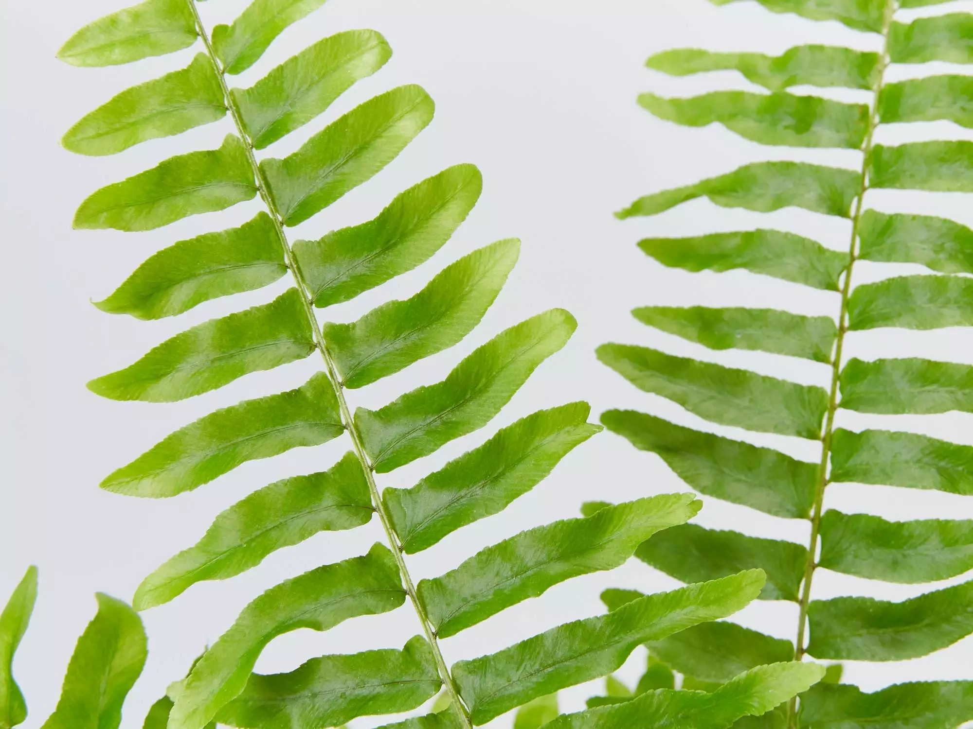 Nephrolepis Exaltata Bostoniensis Compacta Fern 4 Nephrolepis Exaltata Bostoniensis Compacta Fern - Image 2