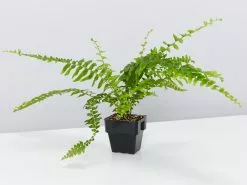 Nephrolepis Exaltata Bostoniensis 85mm -Plants in a Box Sales Shop NephrolepisExaltataBostanienis single