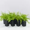 Nephrolepis Exaltata Bostoniensis Compacta Fern -Plants in a Box Sales Shop NephrolepisExaltataBostoniensisCompacta 8plants 1b1bc4a5 ed80 4e0d 89a3 5c140d6c9988