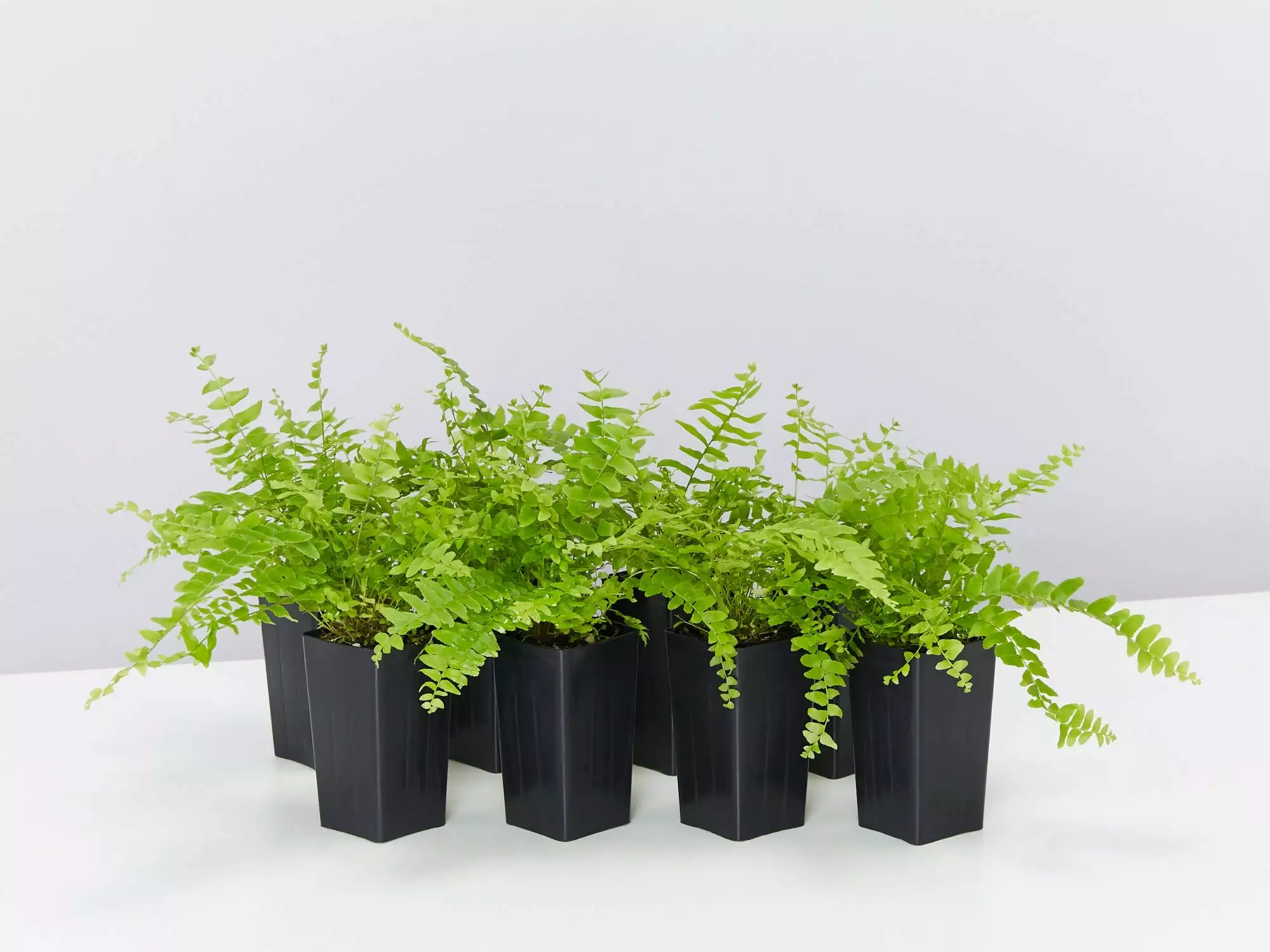 Nephrolepis Exaltata Bostoniensis Compacta Fern 3 Nephrolepis Exaltata Bostoniensis Compacta Fern