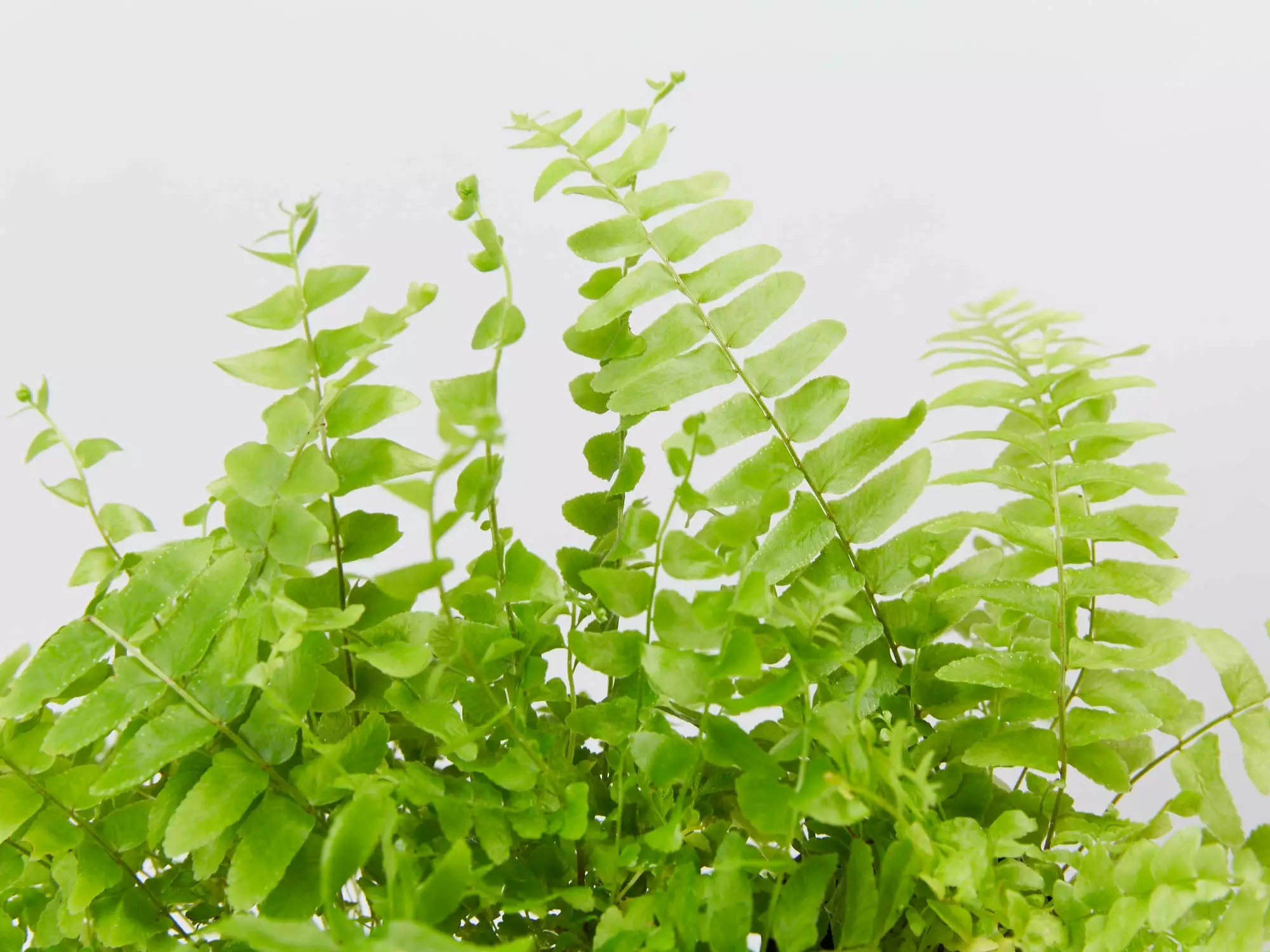 Nephrolepis Exaltata Bostoniensis Compacta Fern 6 Nephrolepis Exaltata Bostoniensis Compacta Fern - Image 4