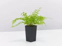 Nephrolepis Exaltata Bostoniensis Compacta Fern 9 Nephrolepis Exaltata Bostoniensis Compacta Fern -Plants in a Box Sales Shop NephrolepisExaltataBostoniensisCompacta single 8a020bac 6481 4c15 b413 812941be3f85