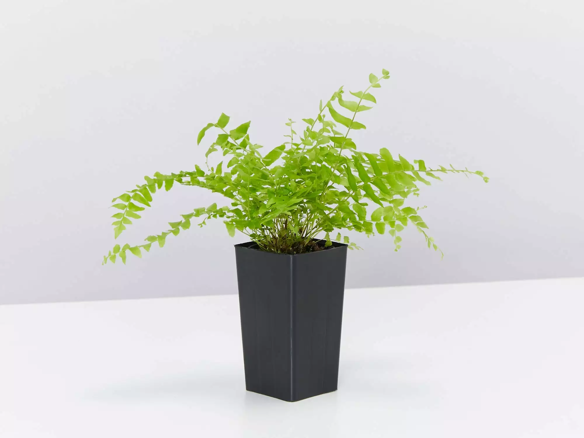 Nephrolepis Exaltata Bostoniensis Compacta Fern 5 Nephrolepis Exaltata Bostoniensis Compacta Fern - Image 3